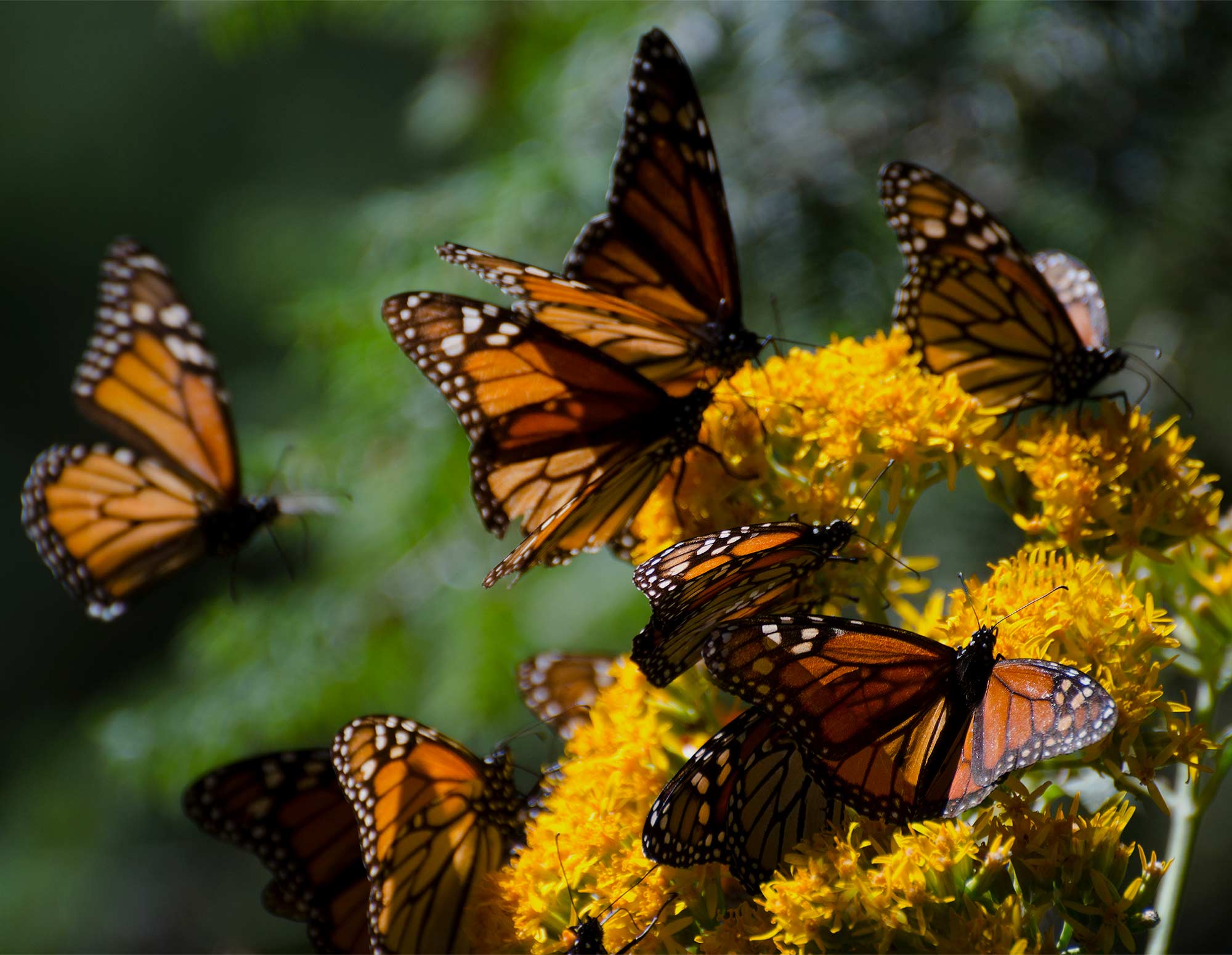 Monarch butterflies gracefully gather on vibrant yellow flowers, creating a captivating natural scene