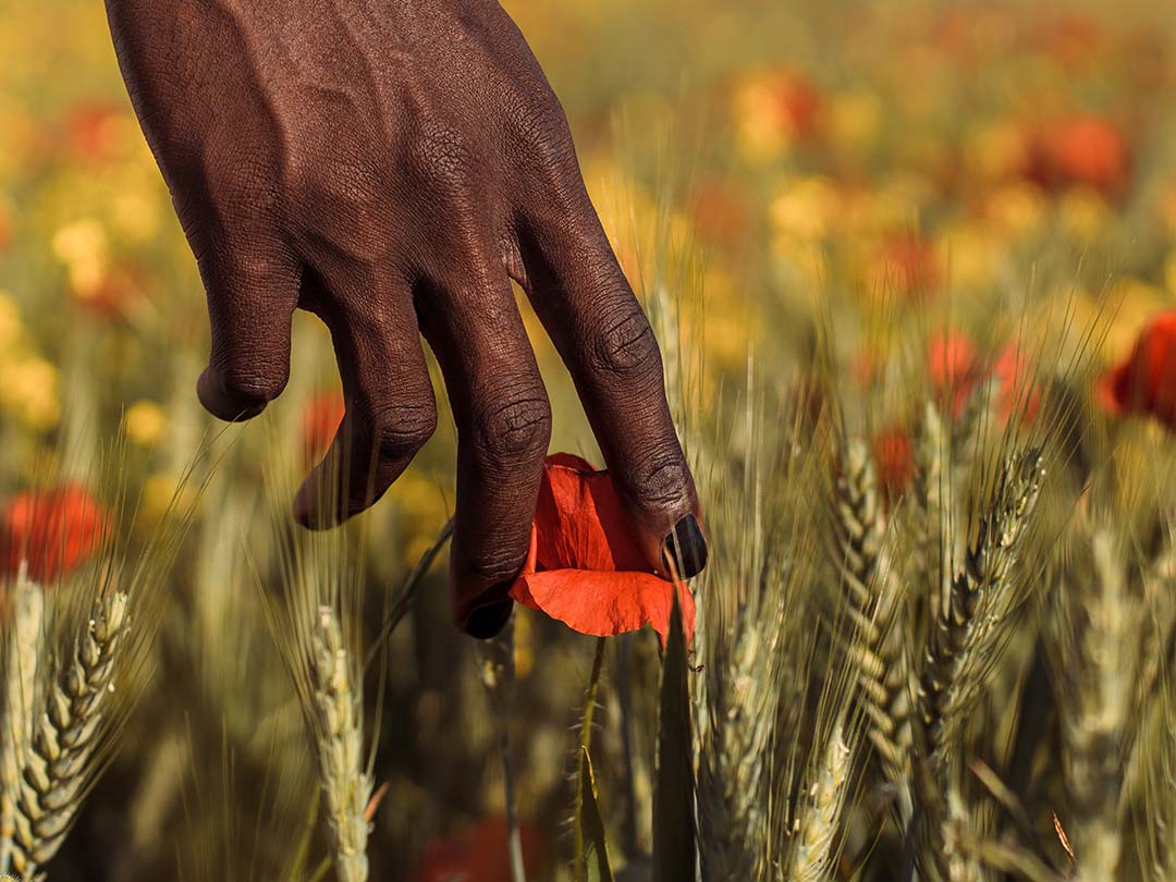 A hand delicately reaching for a vibrant red flower amidst a picturesque field