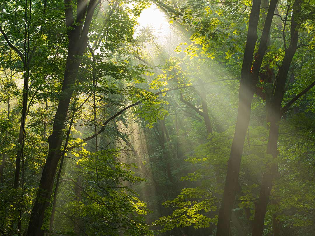 A beam of sunlight filters through the leaves of towering trees